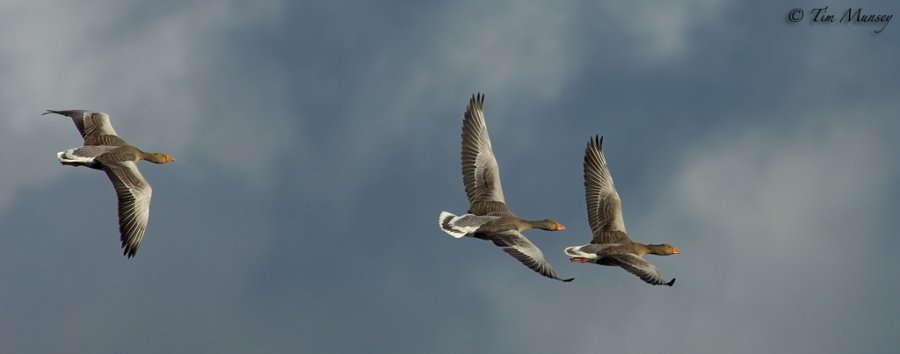 Greylag Geese Squadron.jpg